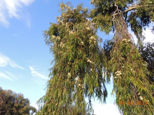 Flowering Eukalyptus